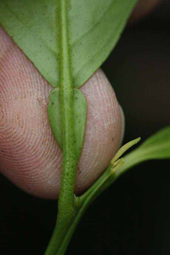              Petiole (Riverside, CA)       